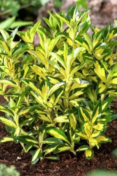 Бруслина японська Екстаз|Euonymus japonicus ’Exstase’|Бересклет японский Екстаз